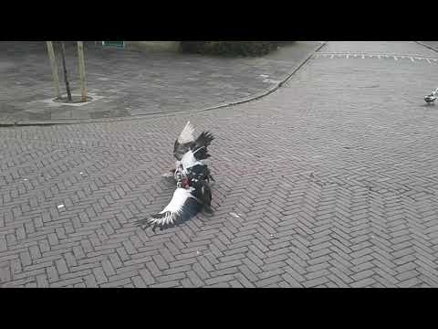 The battle of Meerburg