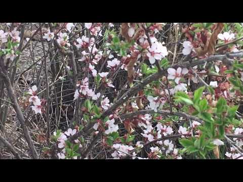 Loud Giant Bumble Bee Circles Me