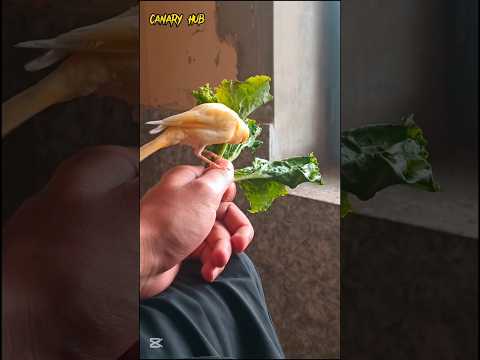 The ultimate canary singing video from a legend - Powerful training song