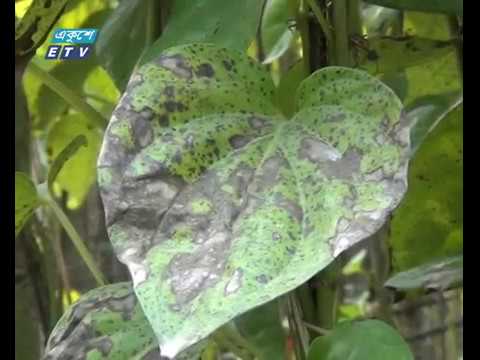 হিলিতে পানে মড়ক লাগায় ক্ষতির মুখে চাষীরা