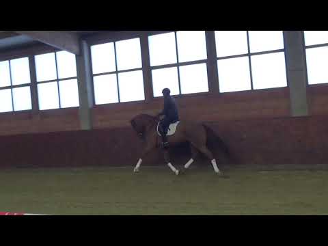 Stute *2018 v. Zackery x Don Schufro