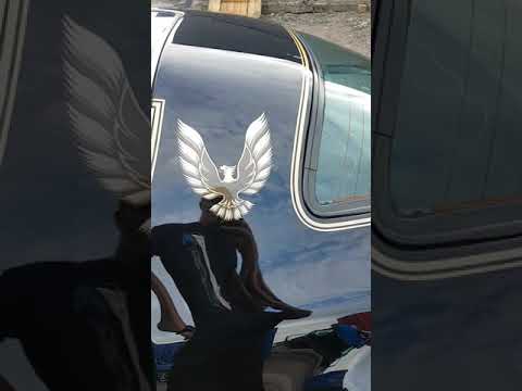 6.6 Transam.3 stage paint correction.