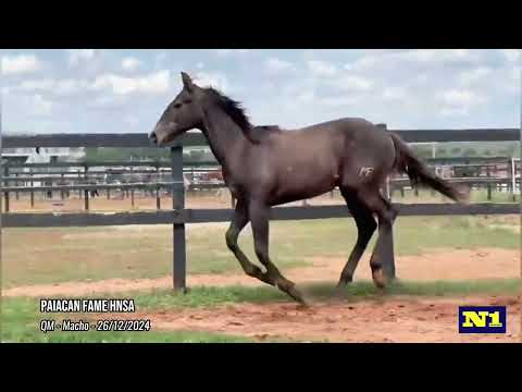 Paiacan Fame HNSA - potro quarto de milha filho de MR TA FAME a venda 