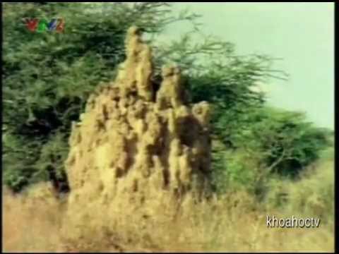 Sự Sống Trên Hoang Mạc Khô Cằn
