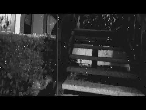 TeaRex                                                  An experimental digital short film by Lexine