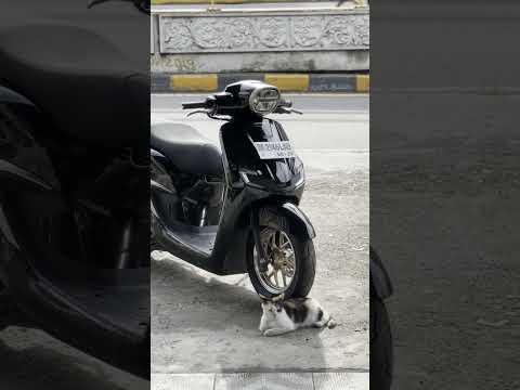 Honda Stylo 160 Downsize