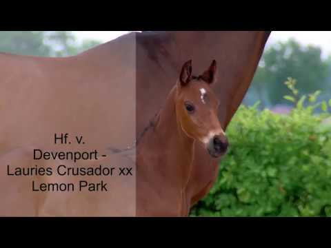 Hf v Devenport x Lauries Crusador xx x Lemon Park 2019