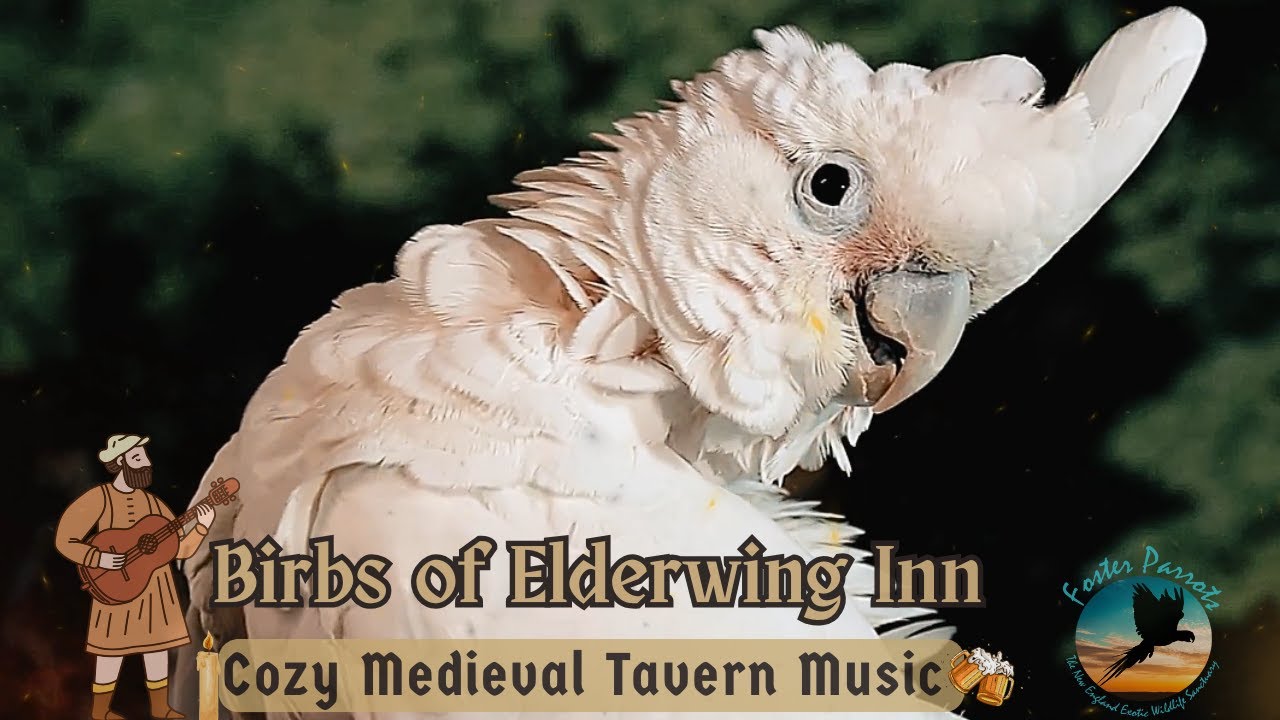 🍃 Birbs of Elderwing Inn 🪶Cozy Medieval Tavern Music & Nature Soundscape for Your Bird Room Buddy 🦜🌿