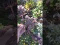 Rare Purple Angelica In Bloom Summer 2022