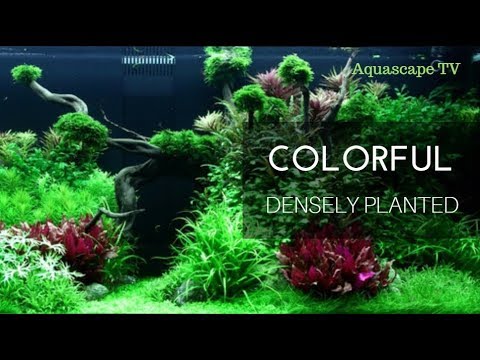 Colorful Densely Planted Tank Layout 300L | Aquascape TV