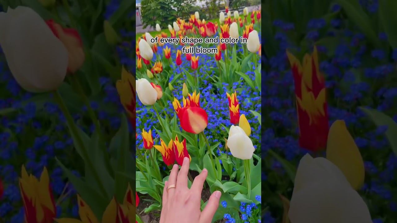 YouTube Short thumbnail