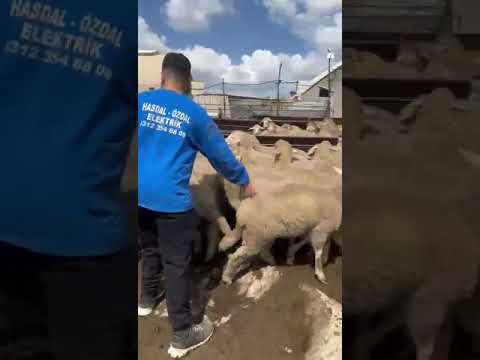 YUNUSBABA'nın ÇİFTLİĞİ