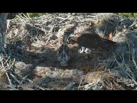 Friday Morning Feeding At Savannah Osprey Nest – May 15, 2020