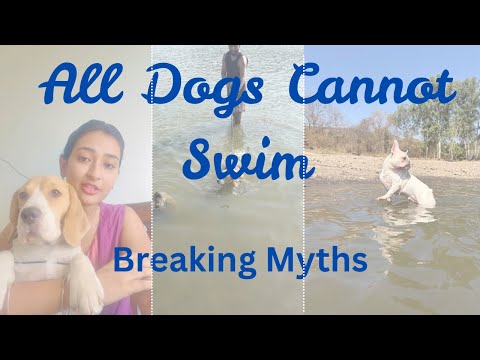 Breaking Myths - Dogs are born swimmers!