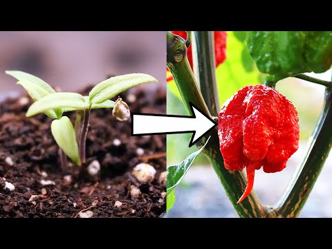 How to Grow Carolina Reapers from Seed to Spicy Harvest!