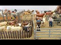 How To Make Cows Goats Sheep Camels Horses And Donkey Showcase Cattle Market Miniature Model