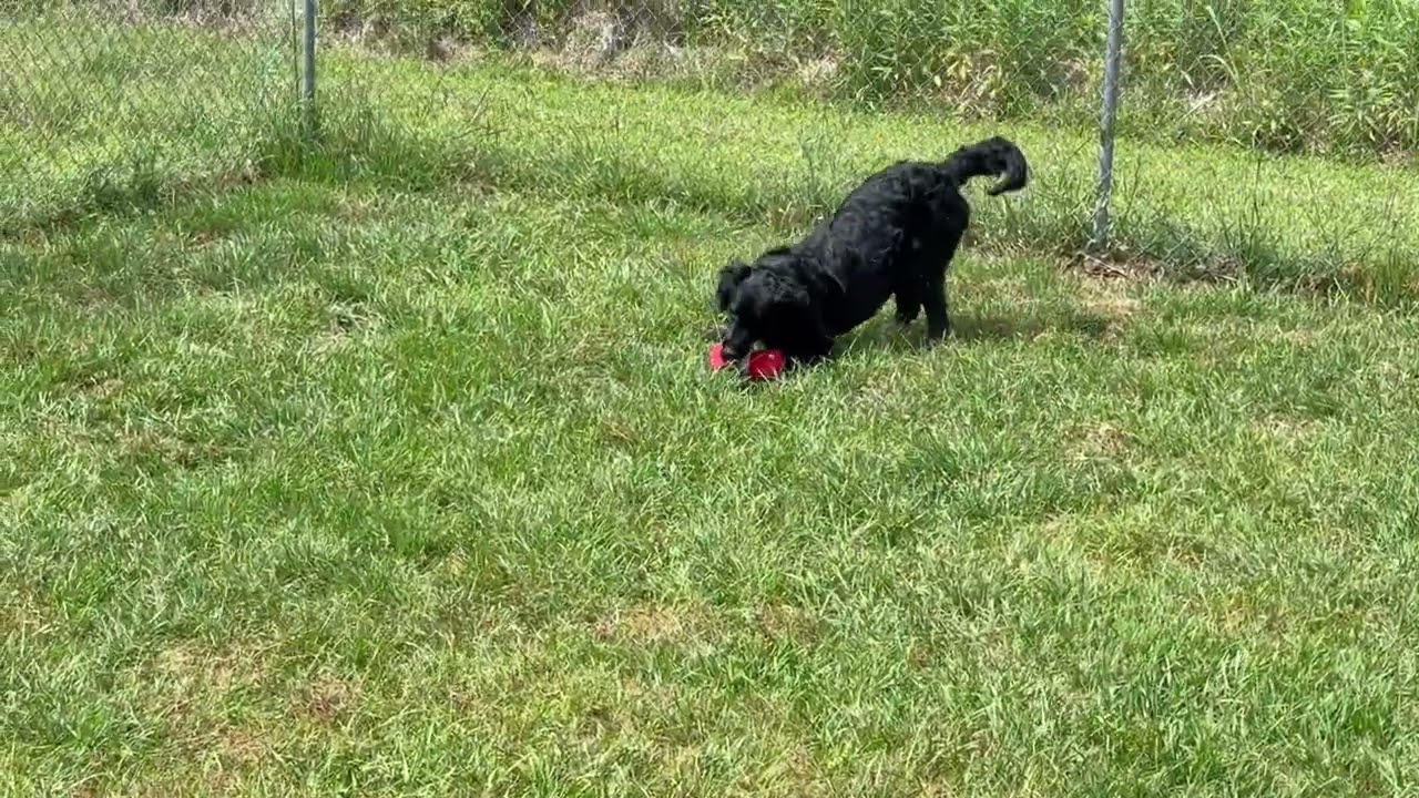 Enlarge Luigi, a ADOPTABLE Flat-Coated Retriever in New Canaan, CT video 5/5