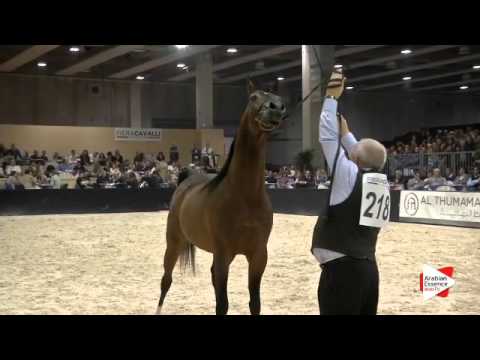 N 218   Verona 2015   Stallions 4 6 years old Class 10