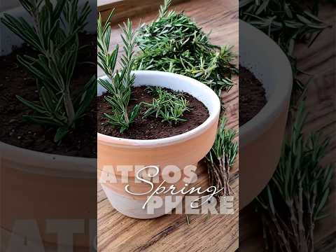 фото розмарин на штамбе в горшке 0