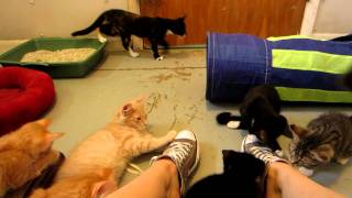 15 Kittens Playing at Griffin Pond Animal Shelter