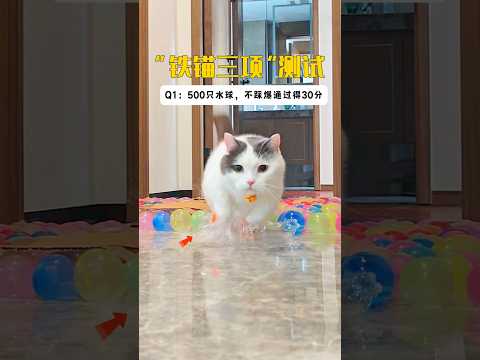 5只猫铁猫三项测试，完了！没一只猫满分！ #cat #貓咪