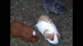 preview picture of video 'cochon d'inde  dans le parc'