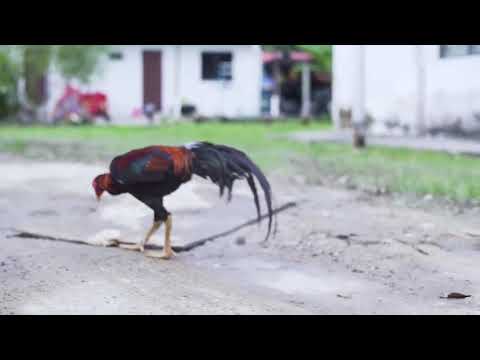 NAIK KL AKHIR RAYA -ZUKIE