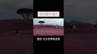 진주 근교 가볼만한 곳 핑크뮬리 명소 합천 신소양체육공원 #핑크뮬리 #가을꽃 #가을꽃축제