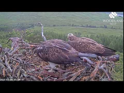 Early breakfast arrives on the Loch Arkaig Osprey nest on a dreich morning 4 Jul 2022