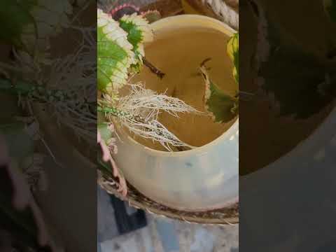 Check out how the roots came out from the plucked leaves #plants #growwithme #subscribe #greenland