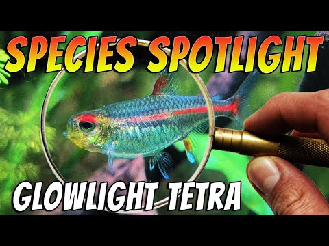 Tetra glowlight (Hemigrammus erythrozonus) — profil druhu