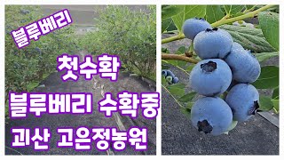 블루베리 유기농 수확중 괴산 고은정농원 판매 생과 자연과함께하는청정괴산