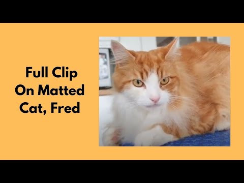 Full Clip On Matted Cat