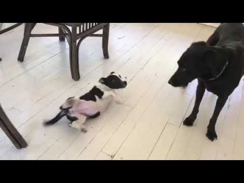 Lucky Dog Animal Rescue's Zoria