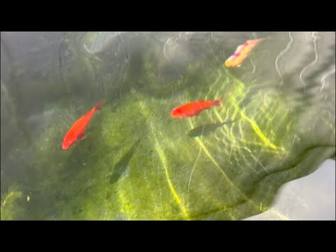 Video Thumbnail for Goldfishing!