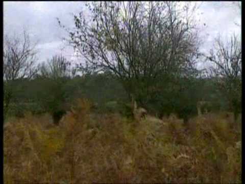 Four Seasons Ray Mears Bushcraft S2E5 Part 5