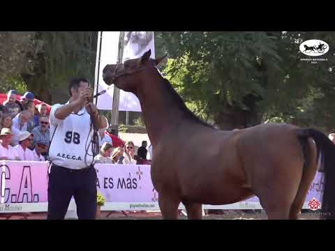 N 98 MALICENA   AECCA Arabian Horse of Spanish Lines Show 2022   Mares 4   6 Years Old Class 4