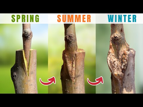 How to Graft Fruit Trees: A Complete Step-by-Step Guide for Beginners