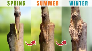 Download lagu How to Graft Fruit Trees: A Complete Step-by-Step Guide for Beginners mp3