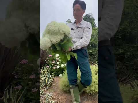 2024年にアジサイを庭に植える時期はいつですか？適切なジェスチャー + メンテナンスのヒント  庭園