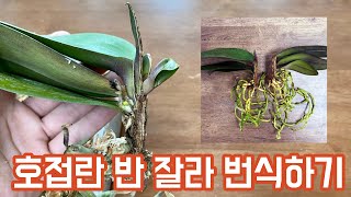 호접란을 반으로 쪼갰더니 생긴일