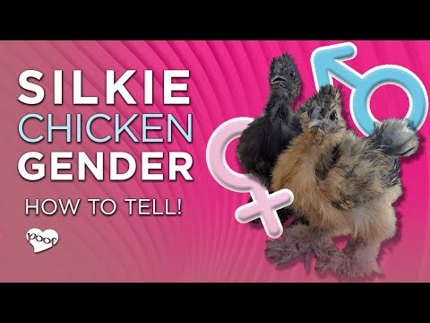 Silkie Chicken Gender (2 Foolproof Ways to Sex Silkies)