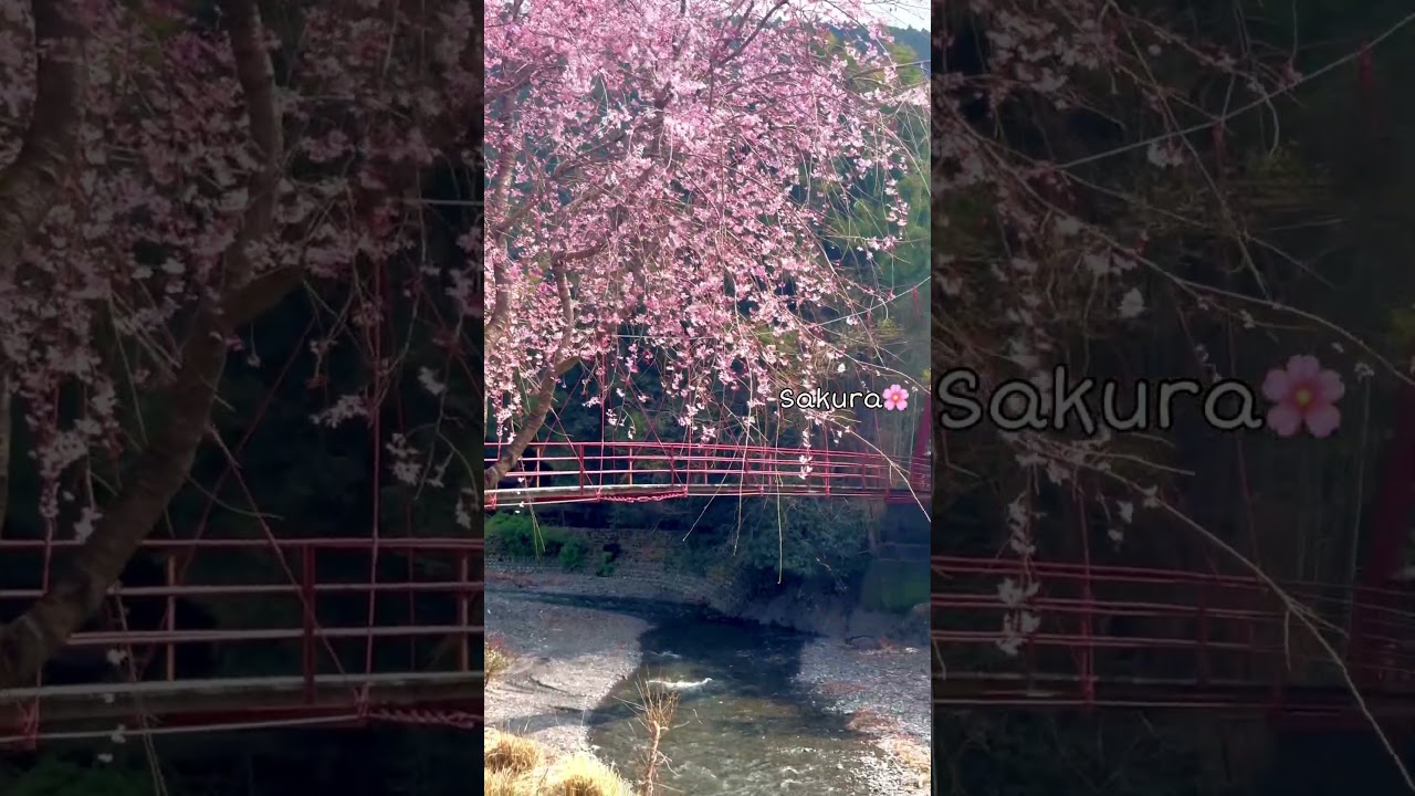 Sakura🌸🇯🇵 #youtubeshorts #shortsfeed #shorts #japan #sakura #travel #tamil #tokyo #explore