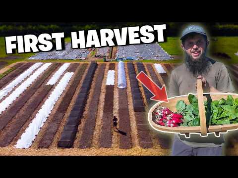 Market Garden: 2 Weeks, First Harvest!