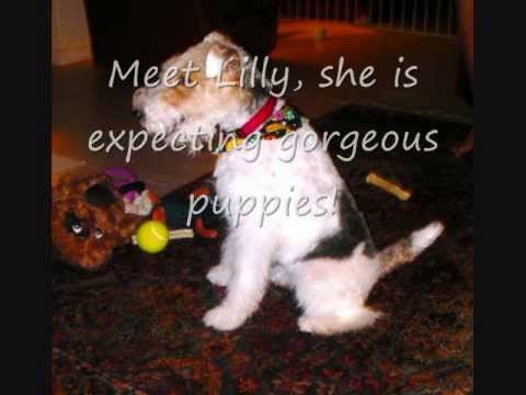 Wire Fox Terrier