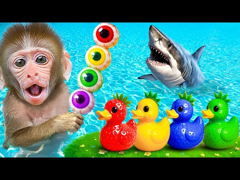 Macaco JOJI faz gelatina arcoíris e correu até a piscina com o patinho fofo | JOJI Em Português