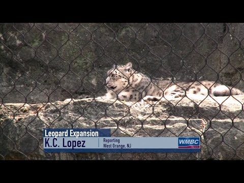NJ Turtle Back Zoo’s Leopard Expansion