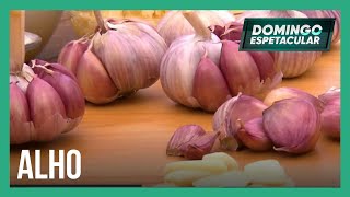 Conheça os Mitos e Verdades sobre o alho