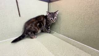 マンチカンの動画01