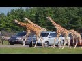 African Lion Safari